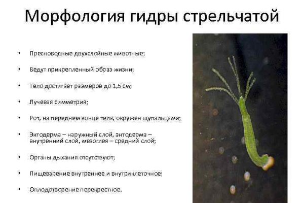 Кракен маркетплейс про